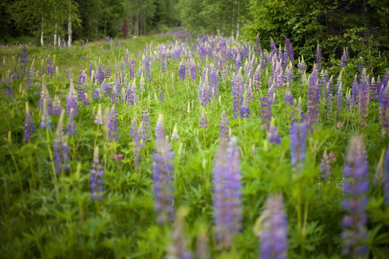 Penzion Horska Kvilda Exteriör bild